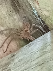 Heteropoda venatoria