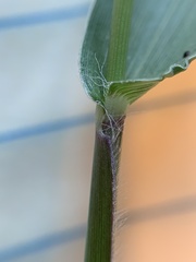 Dichanthelium sphaerocarpon