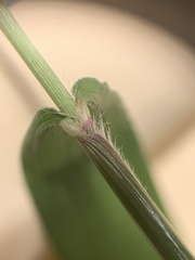 Dichanthelium sphaerocarpon