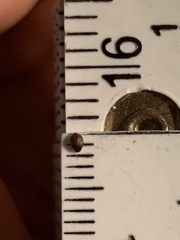 Dichanthelium sphaerocarpon