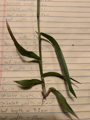 Dichanthelium sphaerocarpon