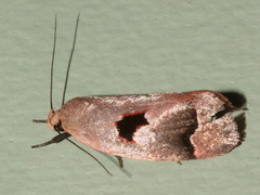 Acanthodela erythrosema
