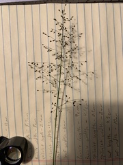 Dichanthelium sphaerocarpon