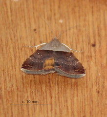 Plecopterodes moderata