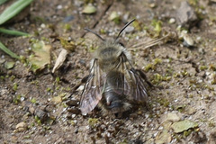 Strepsiptera