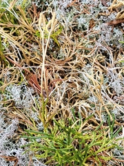 Diphasiastrum complanatum