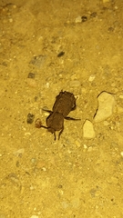 Phloeodes plicatus