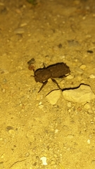 Phloeodes plicatus