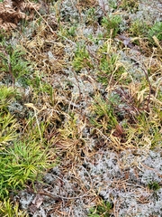 Diphasiastrum complanatum