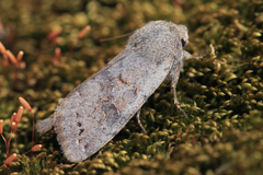 Orthosia populeti