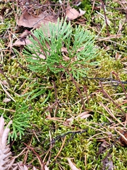 Diphasiastrum complanatum