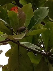 Terminalia catappa