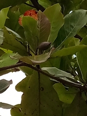 Terminalia catappa