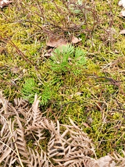 Diphasiastrum complanatum