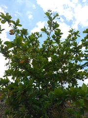 Terminalia catappa