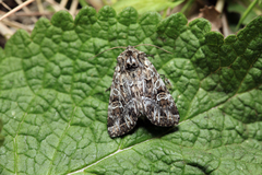 Pachetra sagittigera