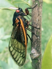 Magicicada cassinii