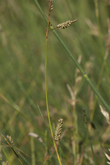Carex diluta