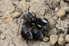 Anthophora pacifica