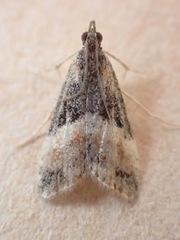 Eudonia chlamydota