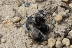 Anthophora pacifica