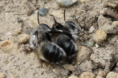 Anthophora pacifica