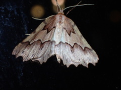 Ischalis fortinata