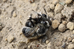 Anthophora pacifica
