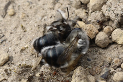 Anthophora pacifica