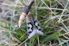 Perigrapha circumducta