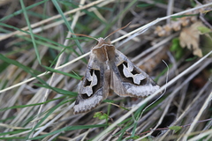 Perigrapha circumducta