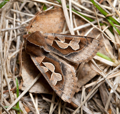 Perigrapha circumducta