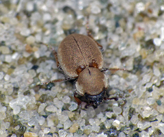 Phycosecis litoralis