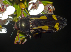 Castiarina jubata