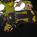Castiarina jubata - Photo (c) Simon Grove,  זכויות יוצרים חלקיות (CC BY-NC), הועלה על ידי Simon Grove