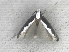 Agnippe prunifoliella