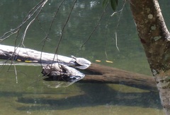 Phrynops geoffroanus