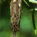 New Zealand Common Bag Moth - Photo (c) grahame, some rights reserved (CC BY-NC-ND), uploaded by Grahame
