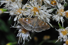 Lamprosema