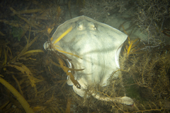 Urolophus cruciatus