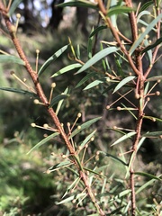 Acacia siculiformis