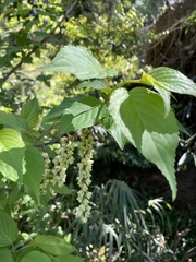 Stachyurus praecox