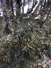 Acacia siculiformis