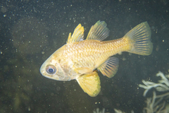 Vincentia conspersa