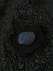 Cardites crassicostatus