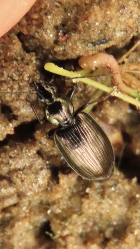 Puncture-striped Harp Ground Beetle