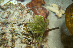 Caulerpa flexilis