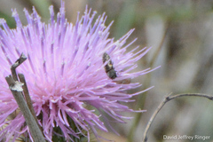 Acmaeodera neoneglecta