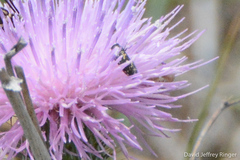Acmaeodera neoneglecta