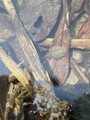 Limnonectes fujianensis